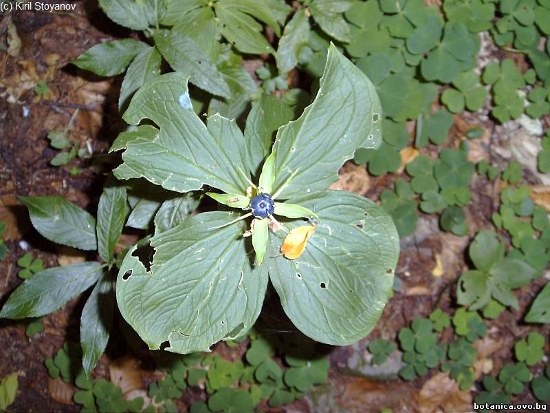 Paris quadrifolia