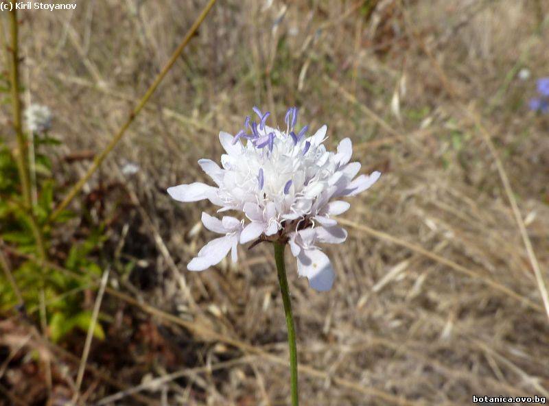 Cephalaria transsylvanica