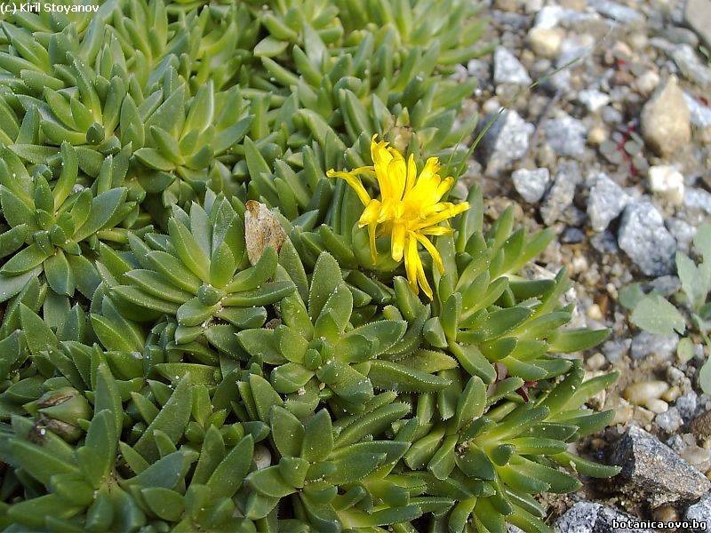 Delosperma congestum