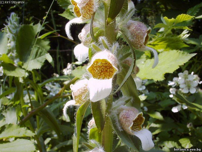 Digitalis lanata