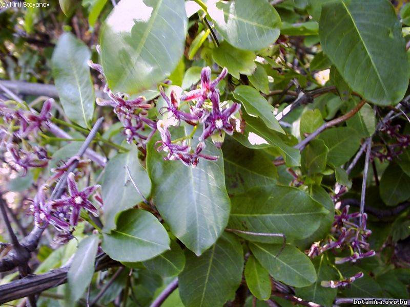 Periploca graeca