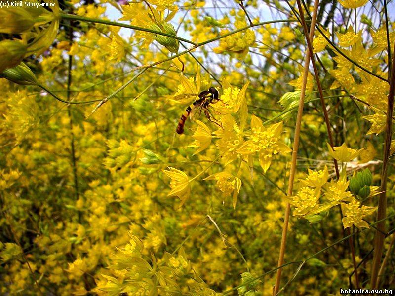 Bupleurum longifolium