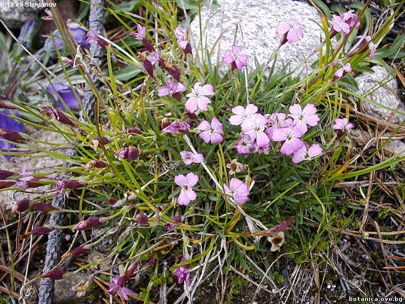 Dianthus microlepis