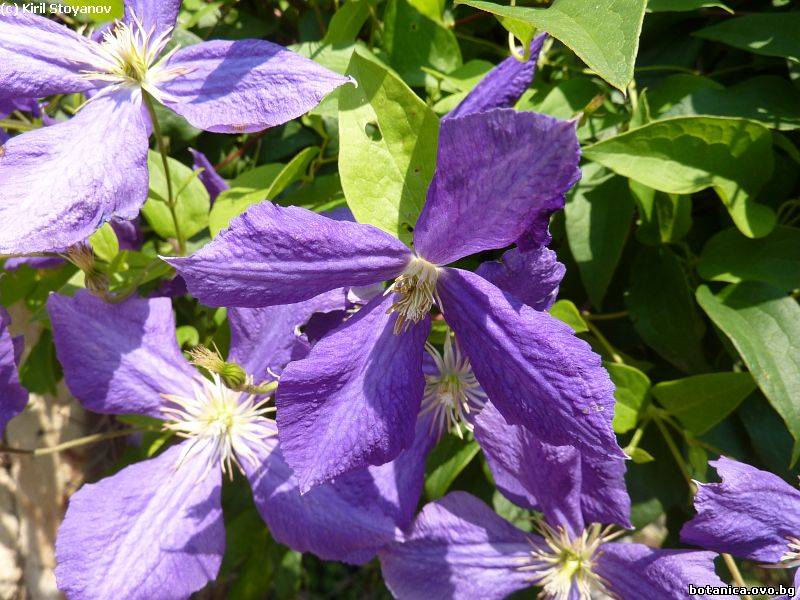 Clematis alpina