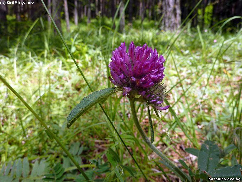 Trifolium pratense