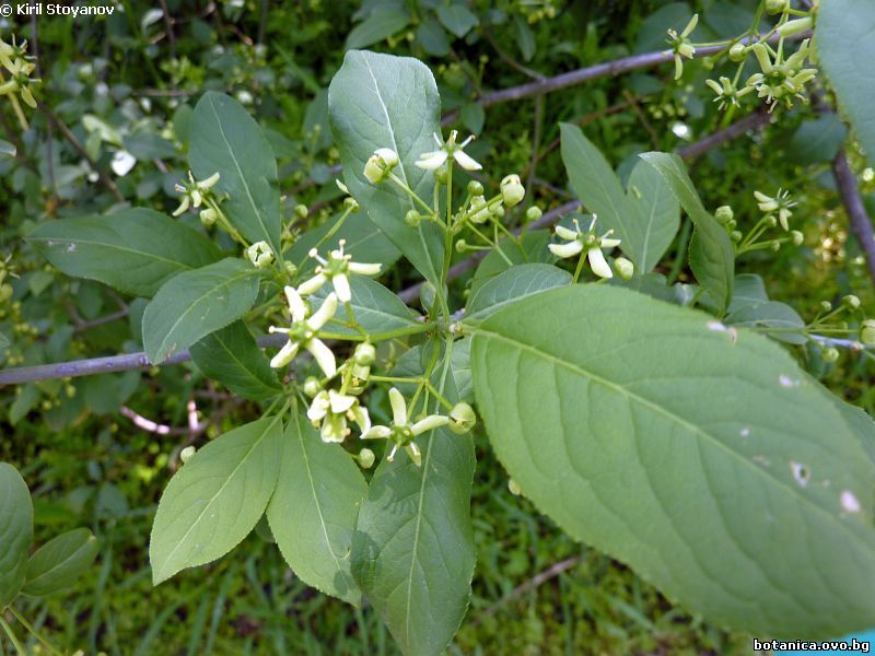 Euonymus europaeus