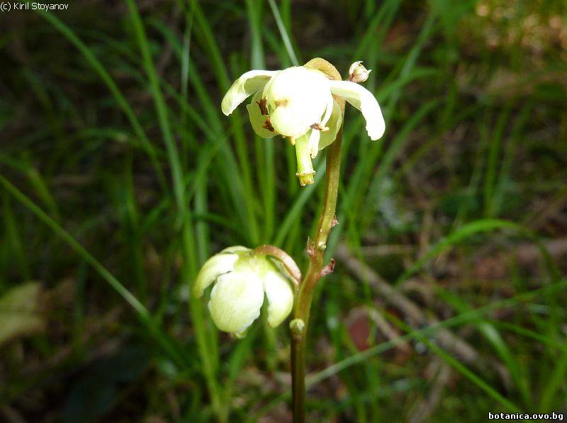Pyrola chlorantha