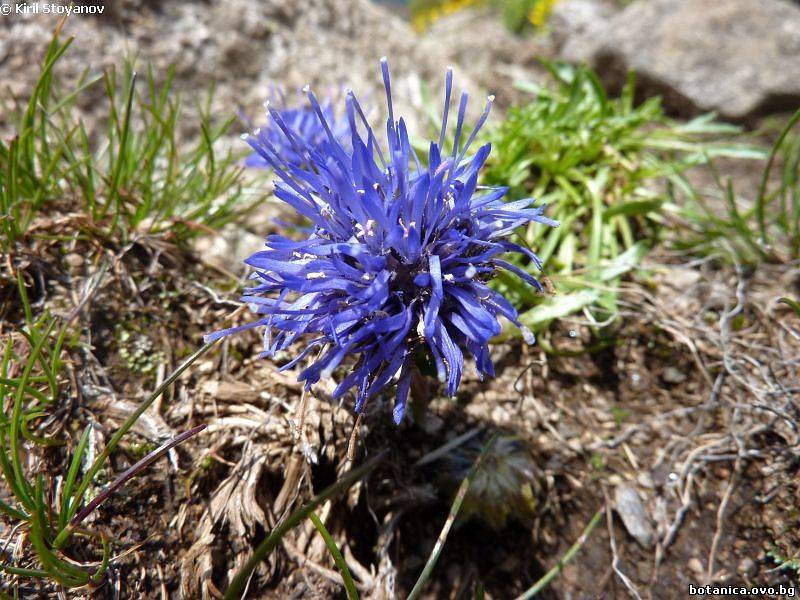 Jasione laevis