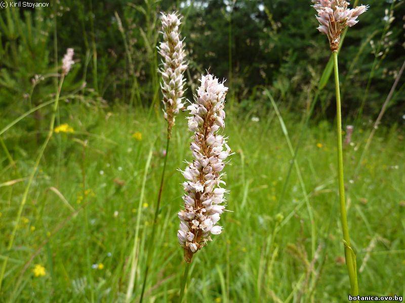 Persicaria vivipara
