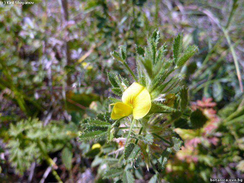 Ononis pusilla