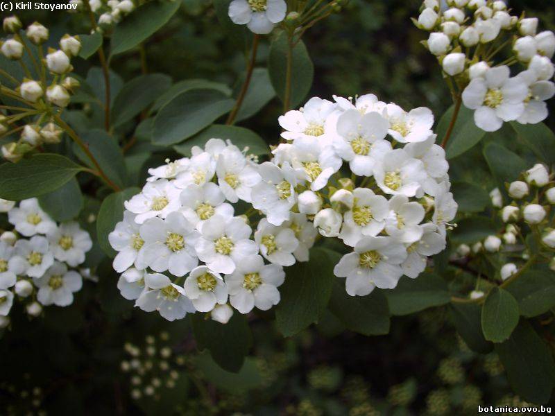 Spiraea media
