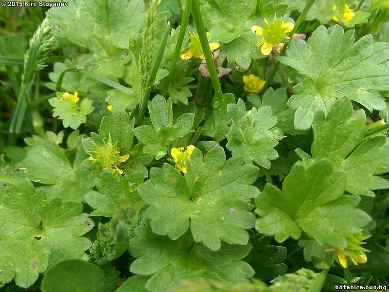 Ranunculus chius