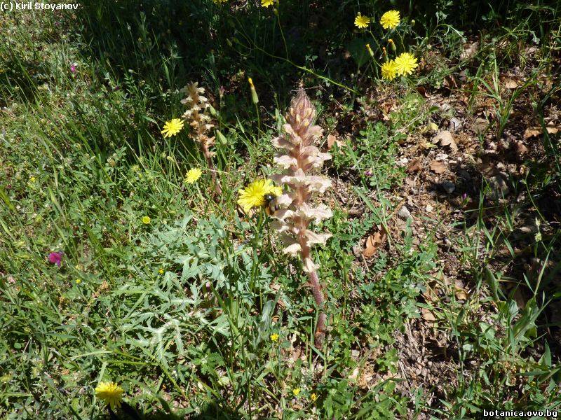 Orobanche amethystea