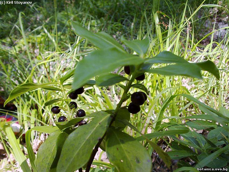 Daphne pontica