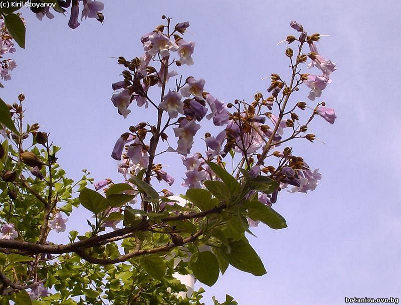 Paulownia tomentosa