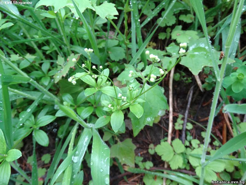 Galium rotundifolium