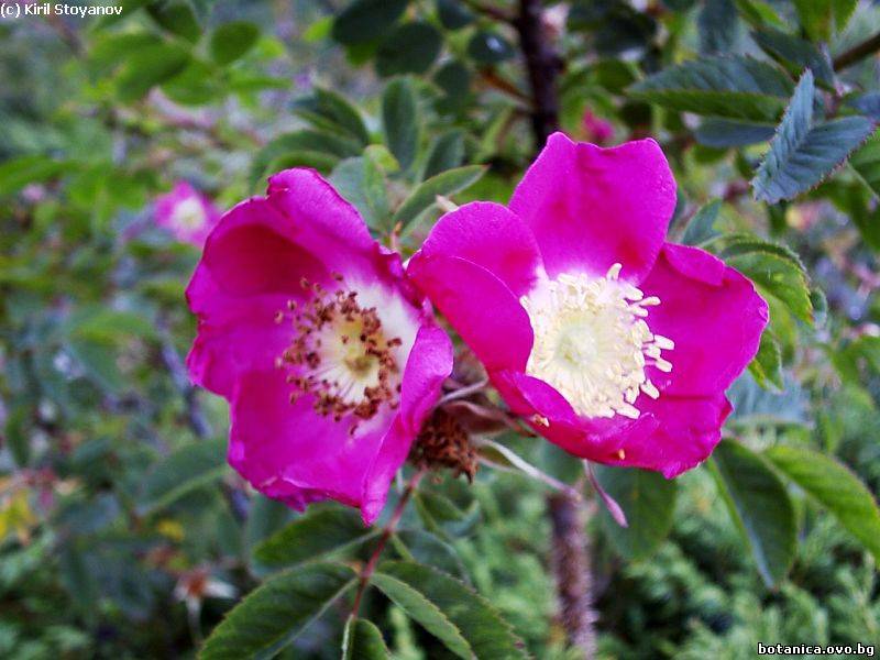 Rosa pendulina