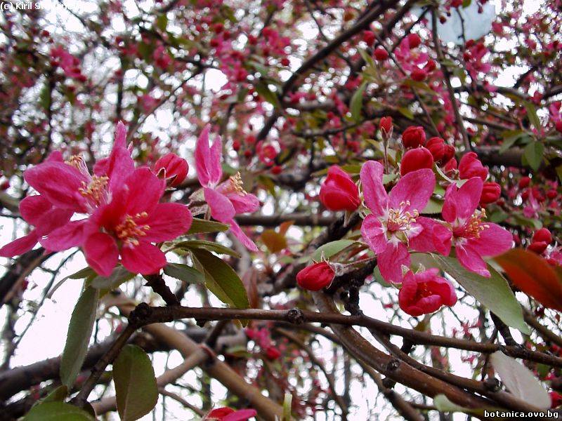 Malus floribunda