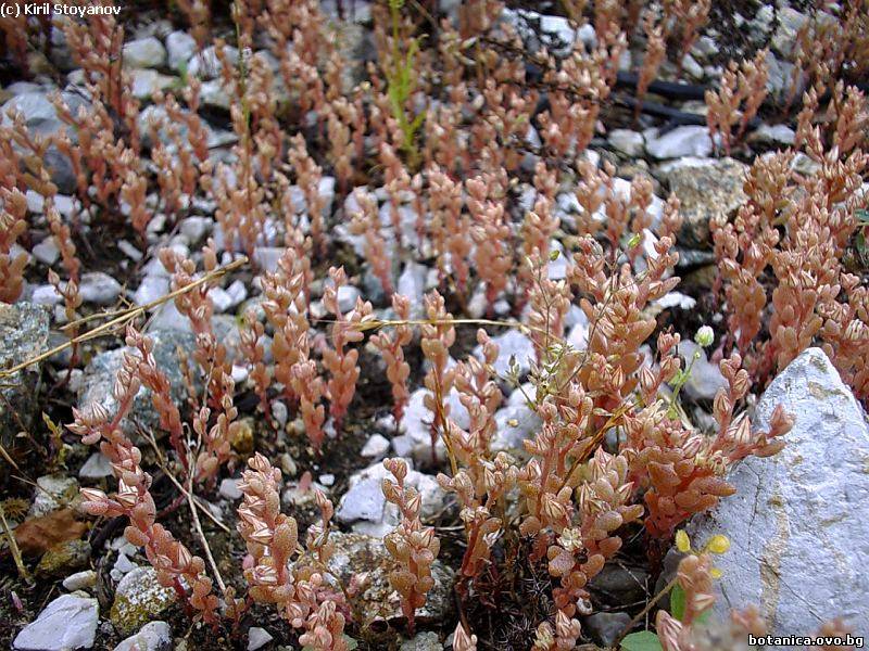Sedum rubens