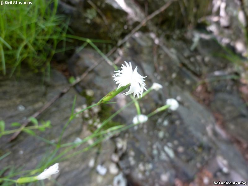 Dianthus kitaibelii