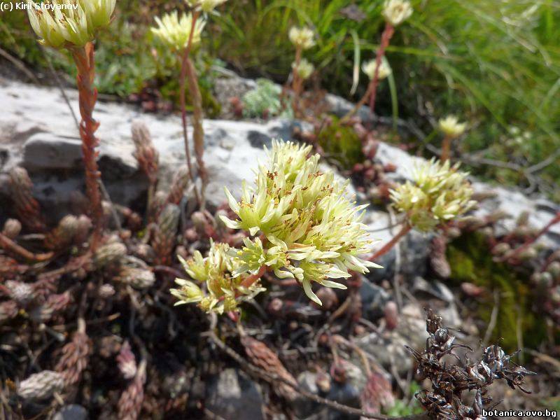 Sedum ochroleucum