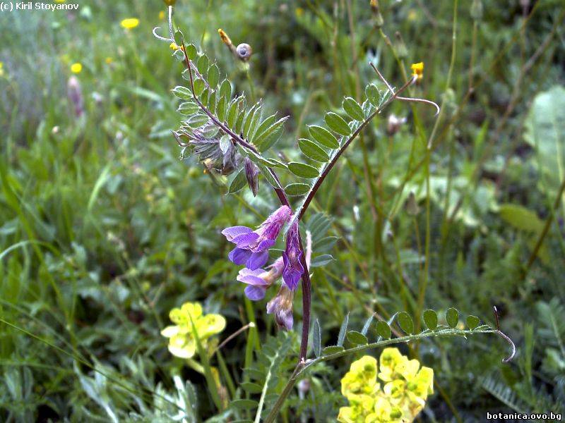 Vicia cracca