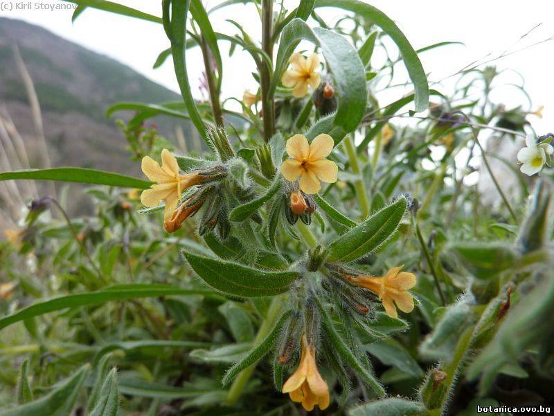 Alkanna stribrnyi
