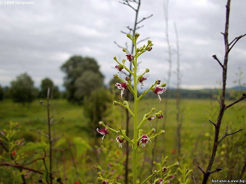 Scrophularia canina