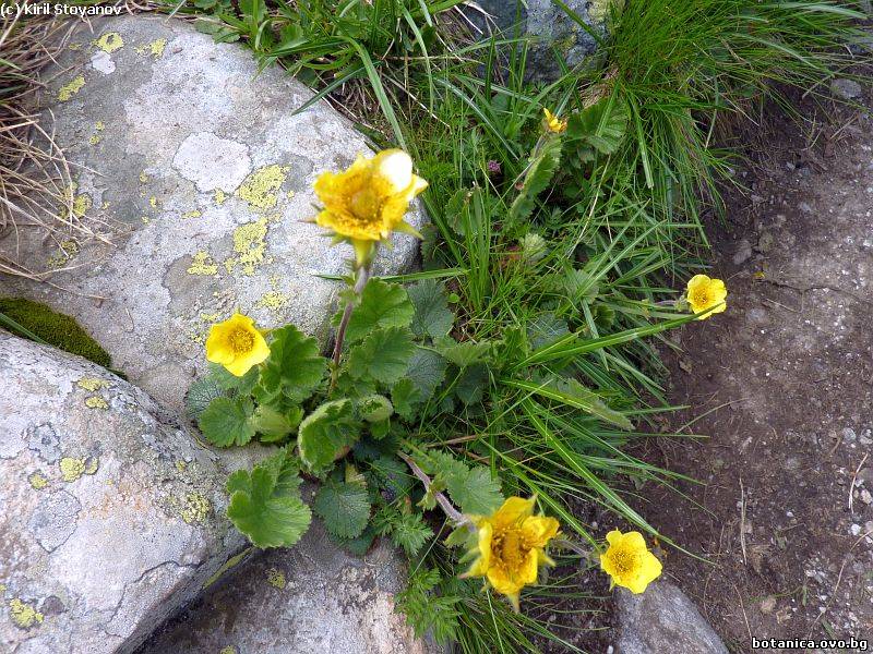 Geum montanum