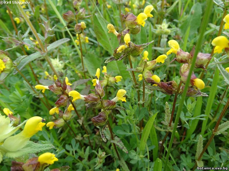 Rhinanthus minor