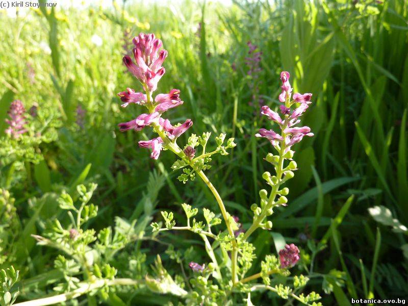 Fumaria officinalis