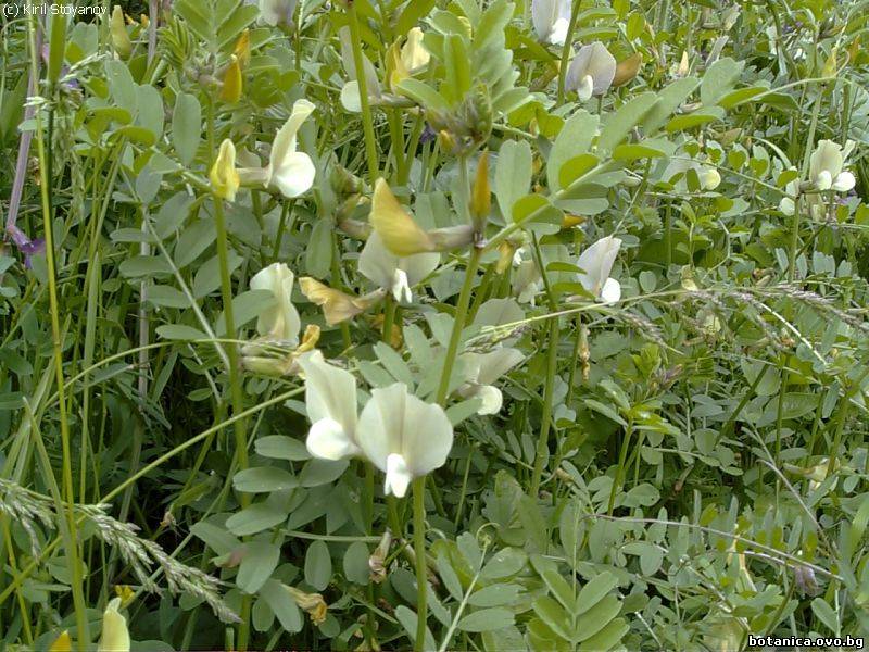 Vicia grandiflora