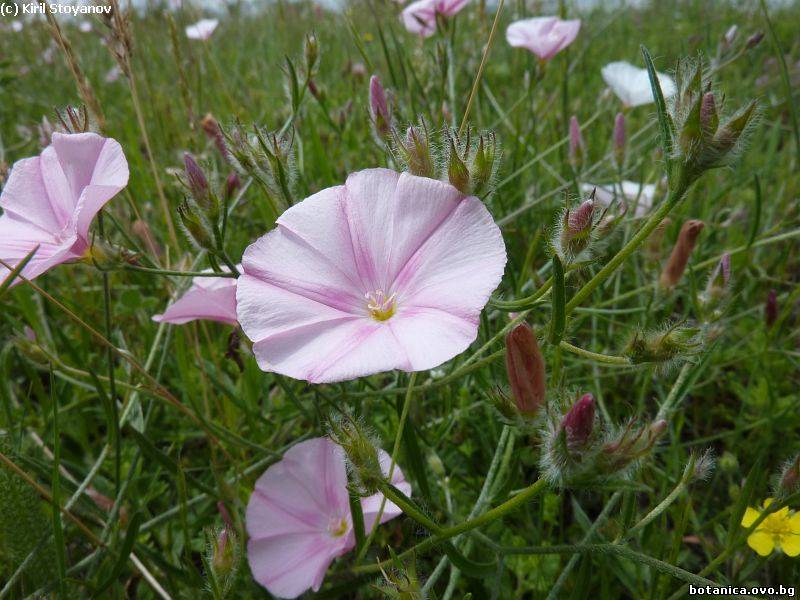Convolvulus cantabrica