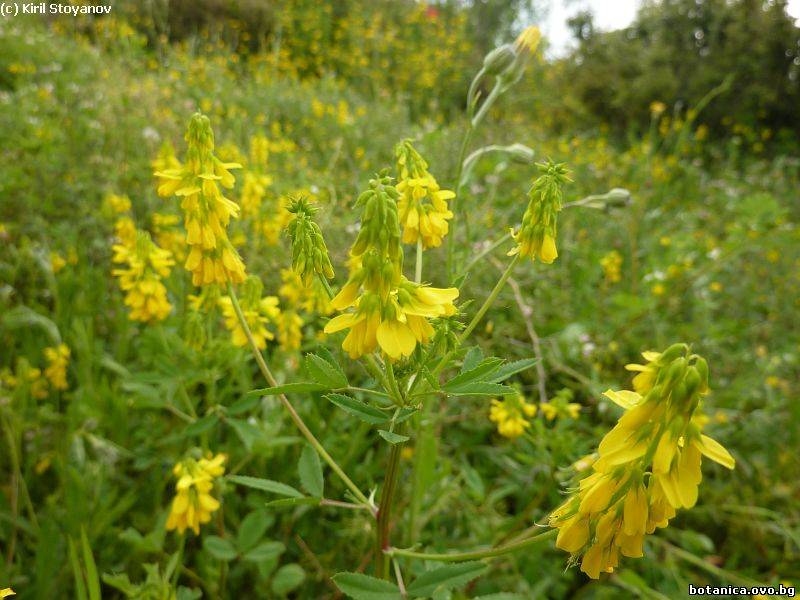 Trigonella esculenta