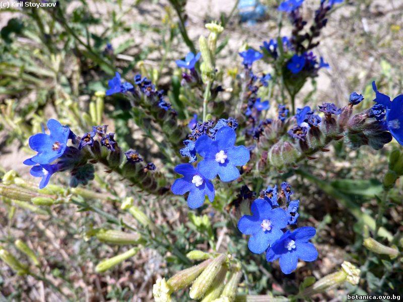 галерия Boraginaceae