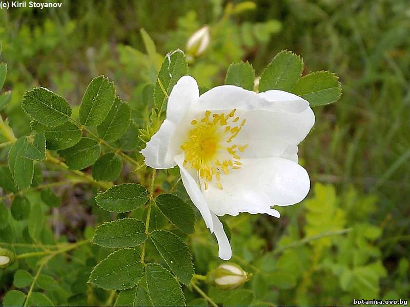 галерия Rosaceae