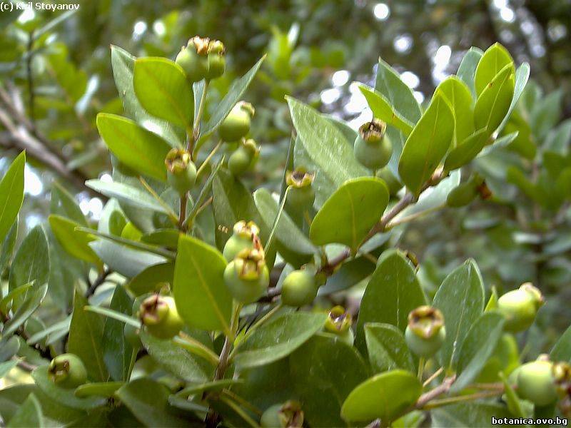 галерия Myrtaceae