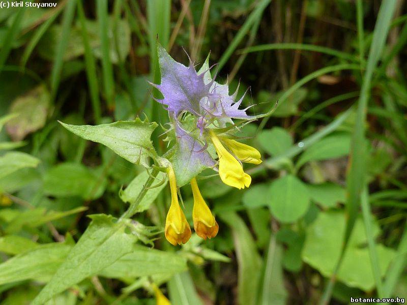 Melampyrum pratense