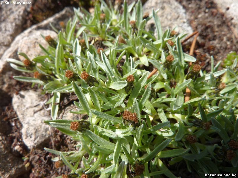 Omalotheca supina
