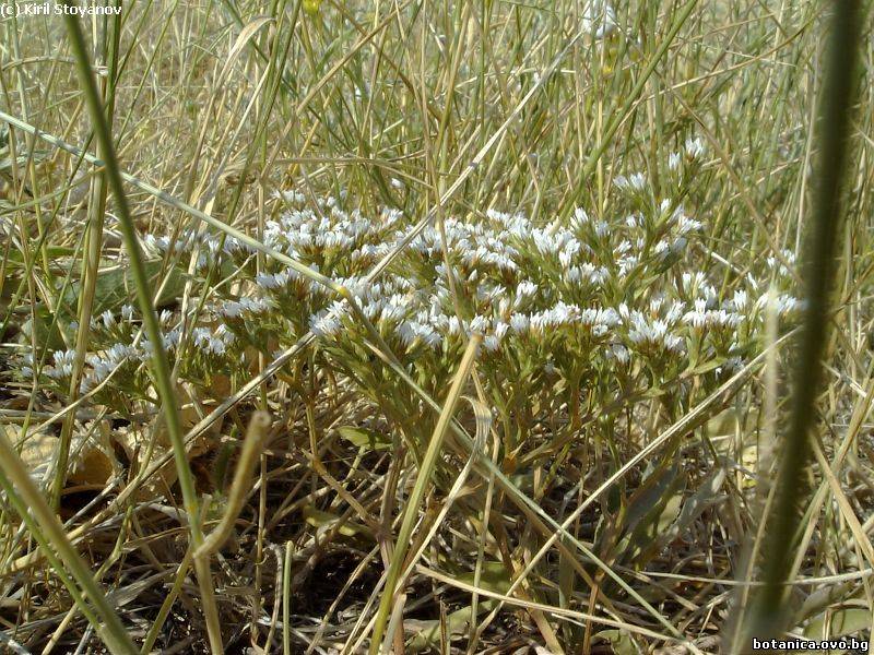 Goniolimon collinum