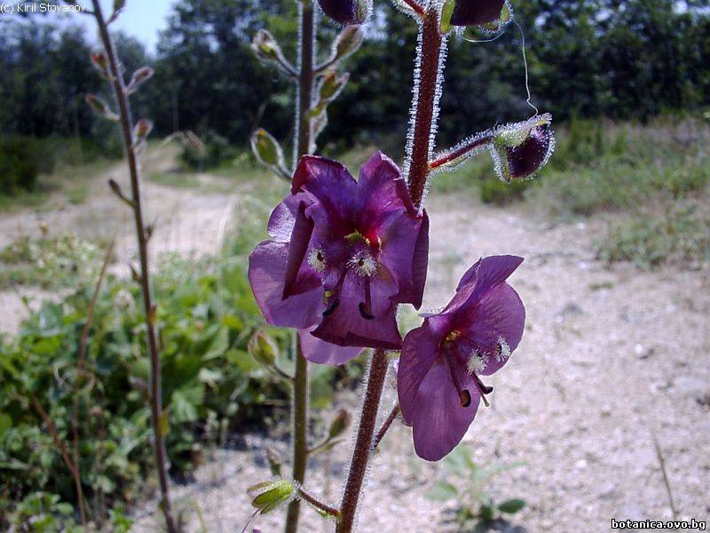 Verbascum phoeniceum