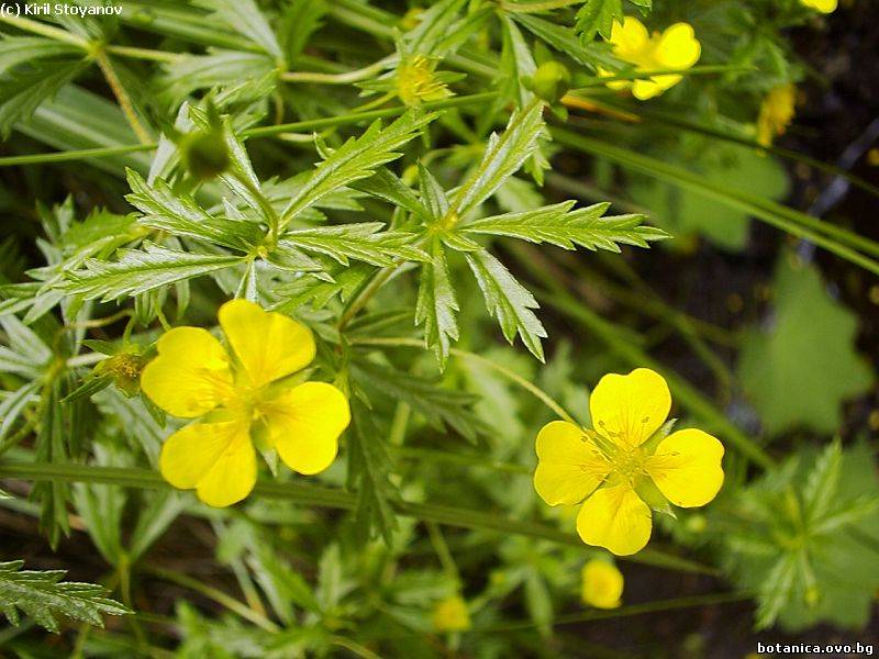 Potentilla erecta