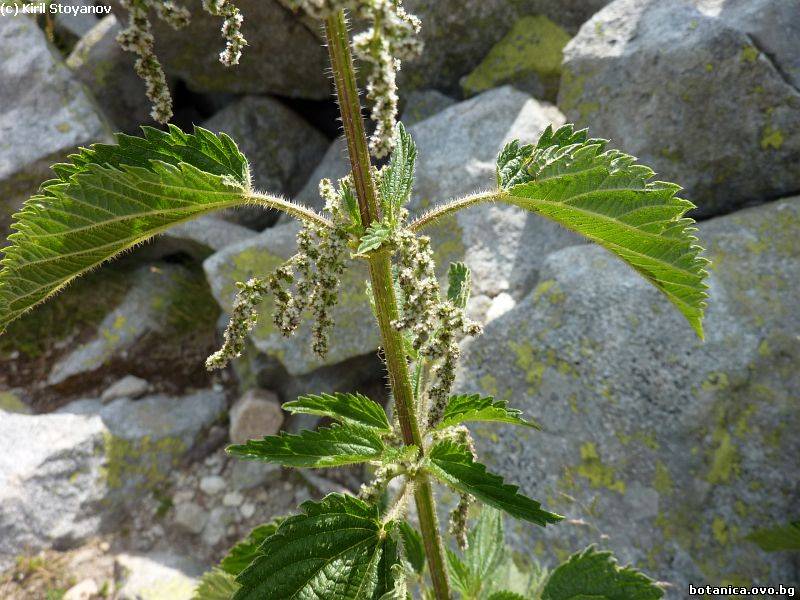 галерия Urticaceae
