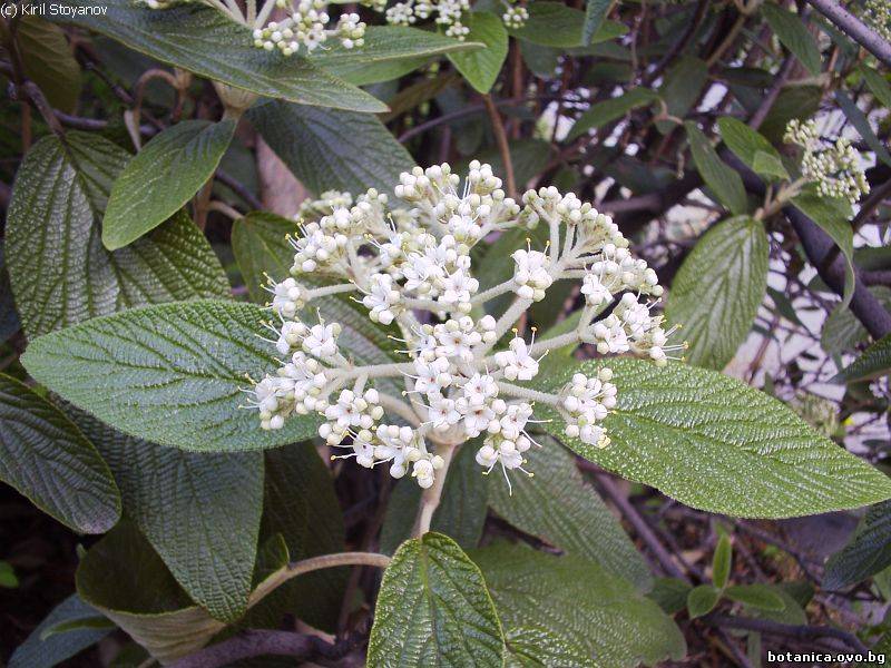 Viburnum rhytidophyllum