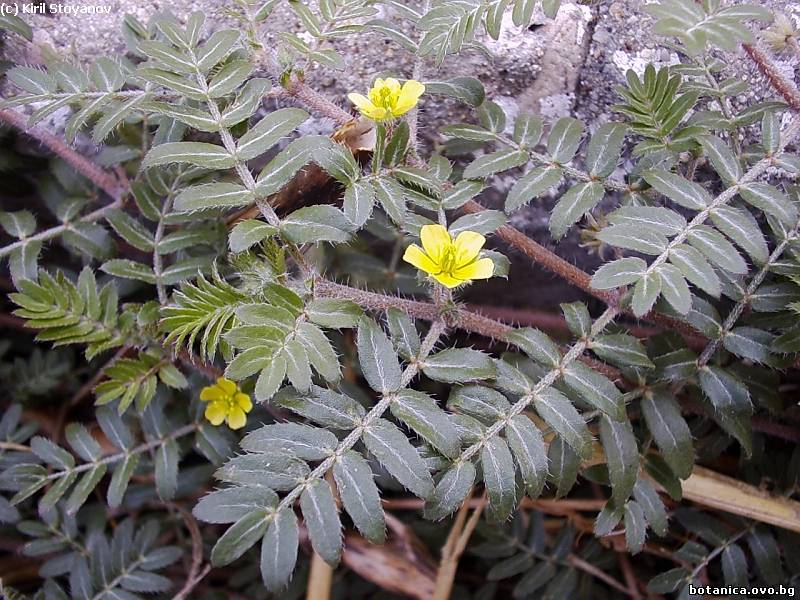 Tribulus terrestris