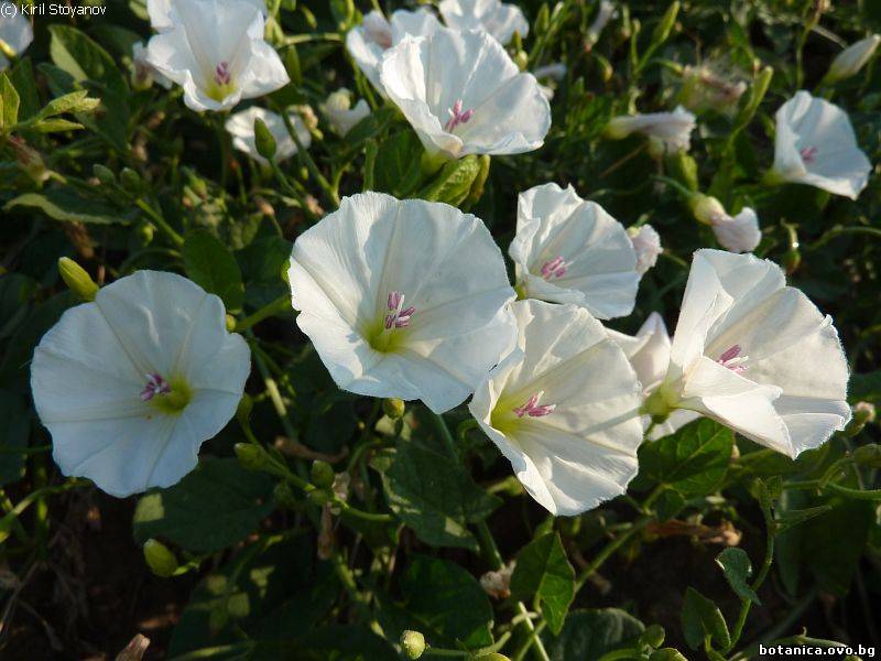 Convolvulus arvensis