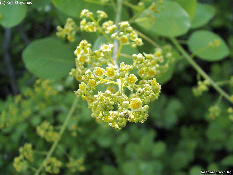 Cotinus coggygria