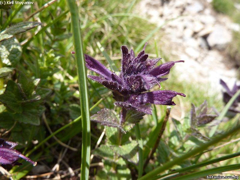 Bartsia alpina
