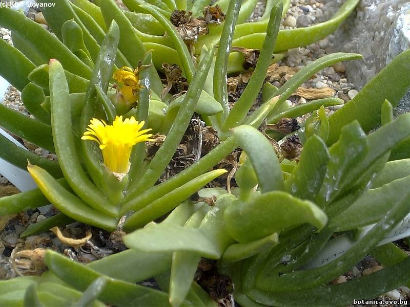 Glottiphyllum fragrans