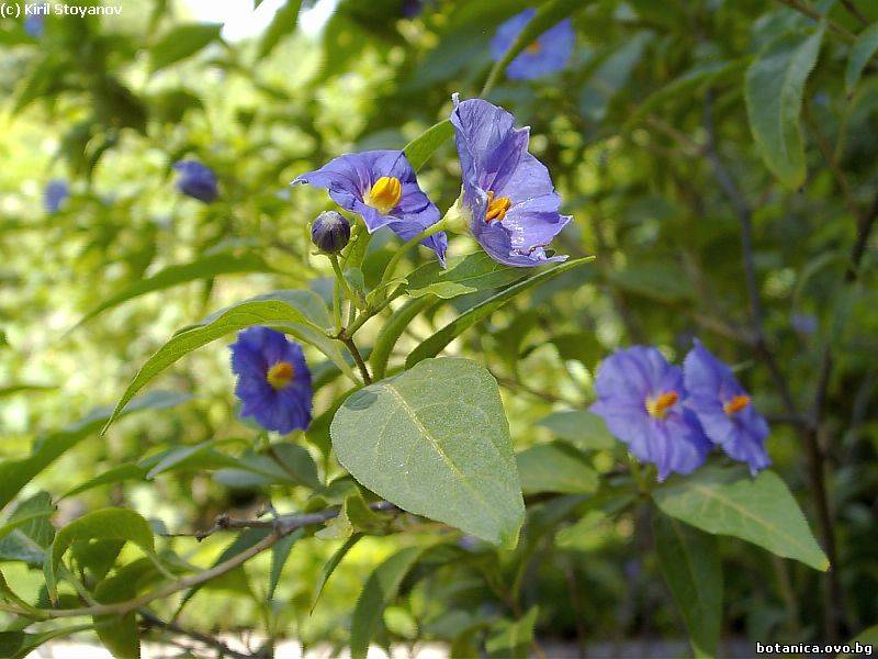 Solanum rantonnetii